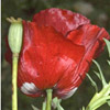 Papaver carmeli