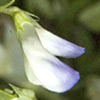 Vicia cypris