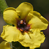 Verbascum galilaeum