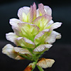 Trifolium grandiflorum