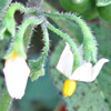 Solanum villosum