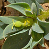 Euphorbia falcata