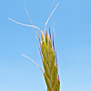 Bromus japonicus