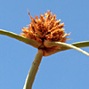 Cyperus capitatus