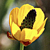 Adonis dentata