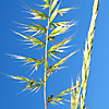 Trisetaria koelerioides