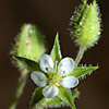 Arenaria leptoclados