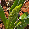 Ornithogalum fuscescens