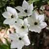 Ornithogalum arabicum