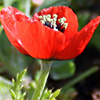 Papaver argemone