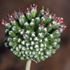 Allium dictyoprasum