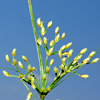 Fimbristylis bisumbellata