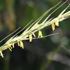 Stipa bromoides