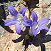 Campanula cymbalaria