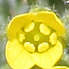 Draba vesicaria