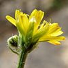 Crepis zacintha