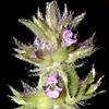 Stachys woronowii