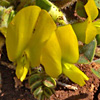 Astragalus brachystachys