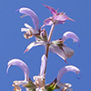 Salvia sclarea