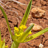 Bupleurum brevicaule