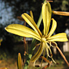 Asphodeline brevicaulis