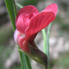 Lathyrus nissolia