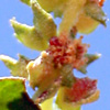 Atriplex suberecta