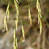 Bromus syriacus