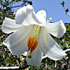 Lilium candidum