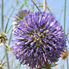 Echinops adenocaulos