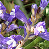 Orobanche mutelii