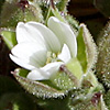 Cerastium inflatum