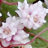 Cuscuta planiflora