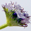 Valerianella dactylophylla