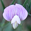 Lathyrus cassius