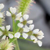 Turgeniopsis foeniculacea