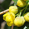 Berberis libanotica