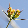 Bupleurum crenata