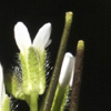 Arabidopsis thaliana