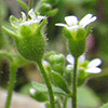 Saxifraga tridactylites