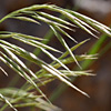 Bromus tomentellus