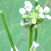 Arabis aucheri