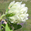 Trifolium vavilovii