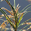 Cyperus corymbosus