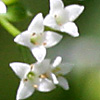 Galium rivale