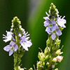 Veronica lysimachioides