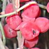 Ephedra foeminea