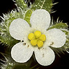 Anchusa milleri