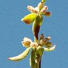 Galium verticillatum