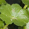 Hydrocotyle ranunculoides